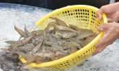 The shrimp industry faces many challenges: The 'loosest' link is the shrimp farming stage